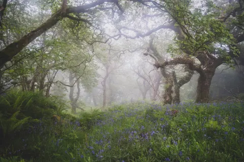 Image charity-of-the-year-1778836453 for Atlantic temperate rainforest on Bodmin Moor
