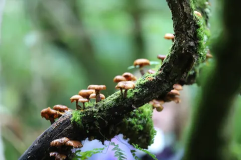 Image charity-of-the-year-1778836547 for Moss and lichen in Cornish rainforest