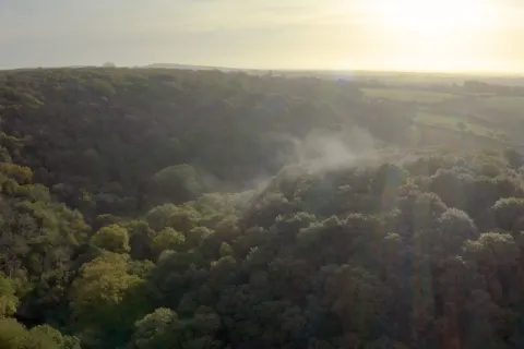 Image charity-of-the-year-1778837125 for Temperate rainforest canopy in Cornwall