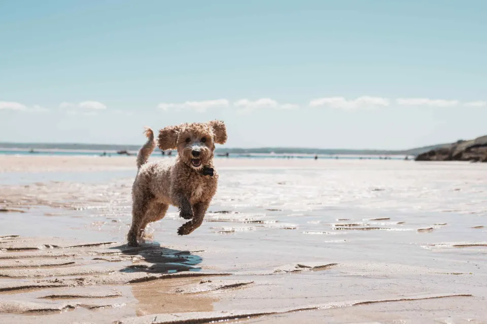 Image collections-dog-friendly-stays-1779981651 for Dog playing on the beach in St Ives