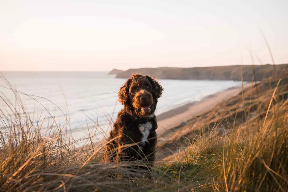 Image collections-dog-friendly-stays-1779981730 for Brown dog walking in the dunes