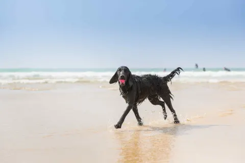 Image collections-dog-friendly-stays-1779982241 for Dog playing with a ball on the beach