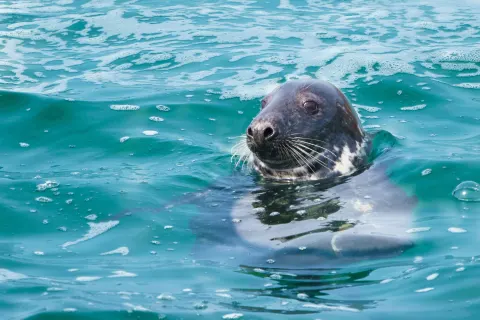 Image destinations-south-cornwall-lizard-peninsula-1762802028 for Seal floats offshore