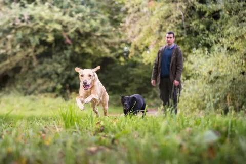 Image dog-friendly-stays-1763390942 for Space for dogs to play