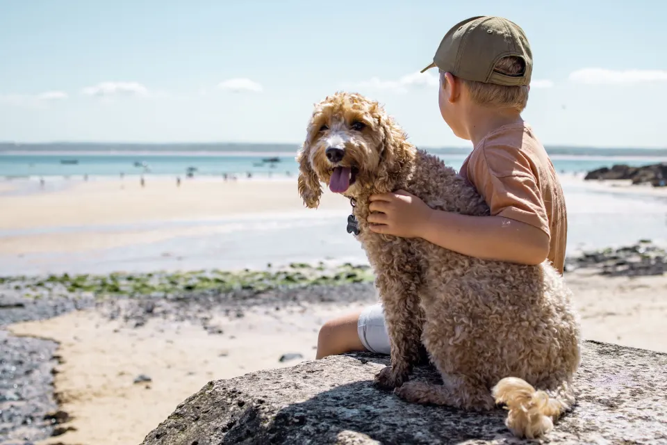 Image dog-friendly-stays-1763555383 for 