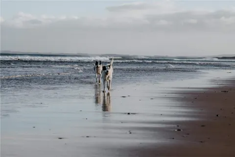 Image new-year-1788953772 for Dog-friendly New Year breaks in Cornwall