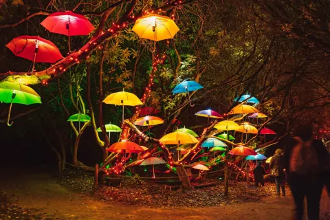 Image november-holidays-cornwall-1788269607 for Umbrellas at Heligan Night Garden