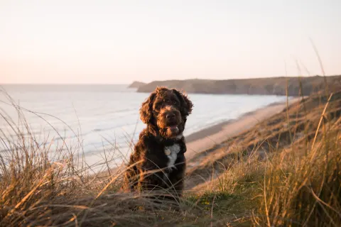 Image october-holidays-in-cornwall-1787843140 for Dog on the beach in October