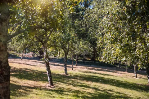 Image sustainability-statement-1762876188 for