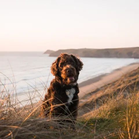 Image autumn-in-cornwall-walks-food-things-to-do-1789735177 for 
