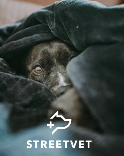 Image celebrating-10-years-of-b-corp-1767617824 for 