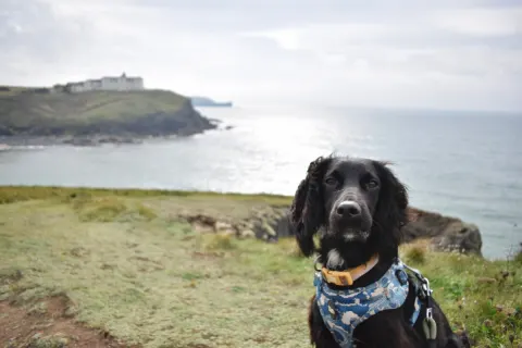 Image dog-friendly-cornwall-where-to-stay-walk-and-explore-with-your-four-legged-friend-1762939435 for