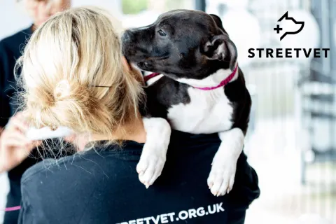 Image dog-friendly-cornwall-where-to-stay-walk-and-explore-with-your-four-legged-friend-1762939772 for