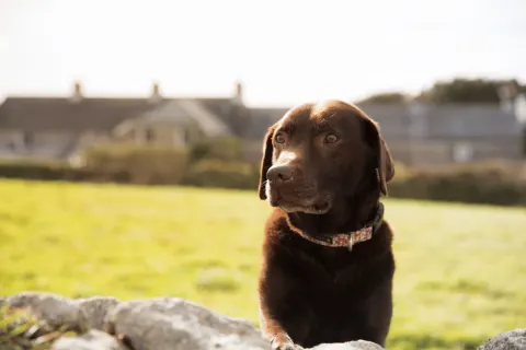Image dog-friendly-cornwall-where-to-stay-walk-and-explore-with-your-four-legged-friend-1762939833 for