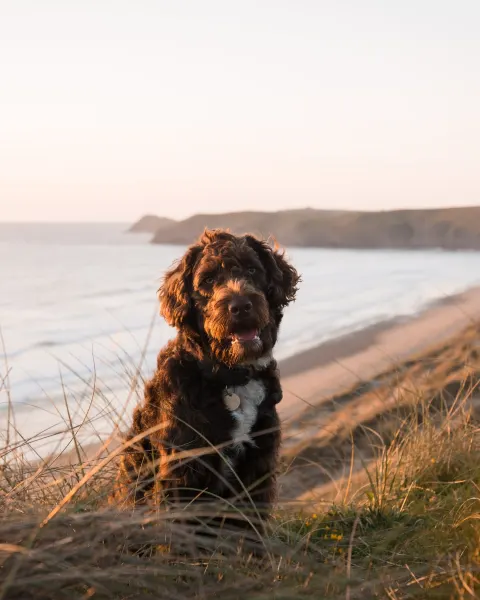 Image dog-friendly-cornwall-where-to-stay-walk-and-explore-with-your-four-legged-friend-1789641511 for Dog walking on the Cornish coast