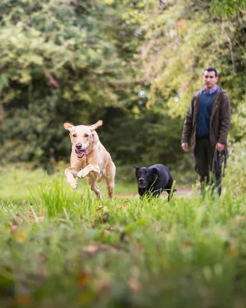 Image dog-friendly-cornwall-where-to-stay-walk-and-explore-with-your-four-legged-friend-1789641524 for Dog walk at Cardinham Woods Cornwall