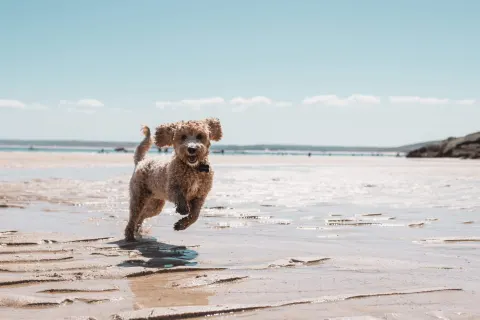 Image dog-friendly-cornwall-where-to-stay-walk-and-explore-with-your-four-legged-friend-1789642234 for 