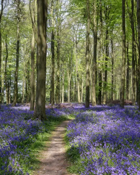 Image hidden-cornwall-itinerary-woodland-and-coastal-paths-with-tehidy-north-cliffs-1777976099 for 
