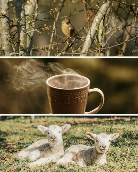 Image travelling-through-the-senses-the-sound-of-cornwall-1771944225 for